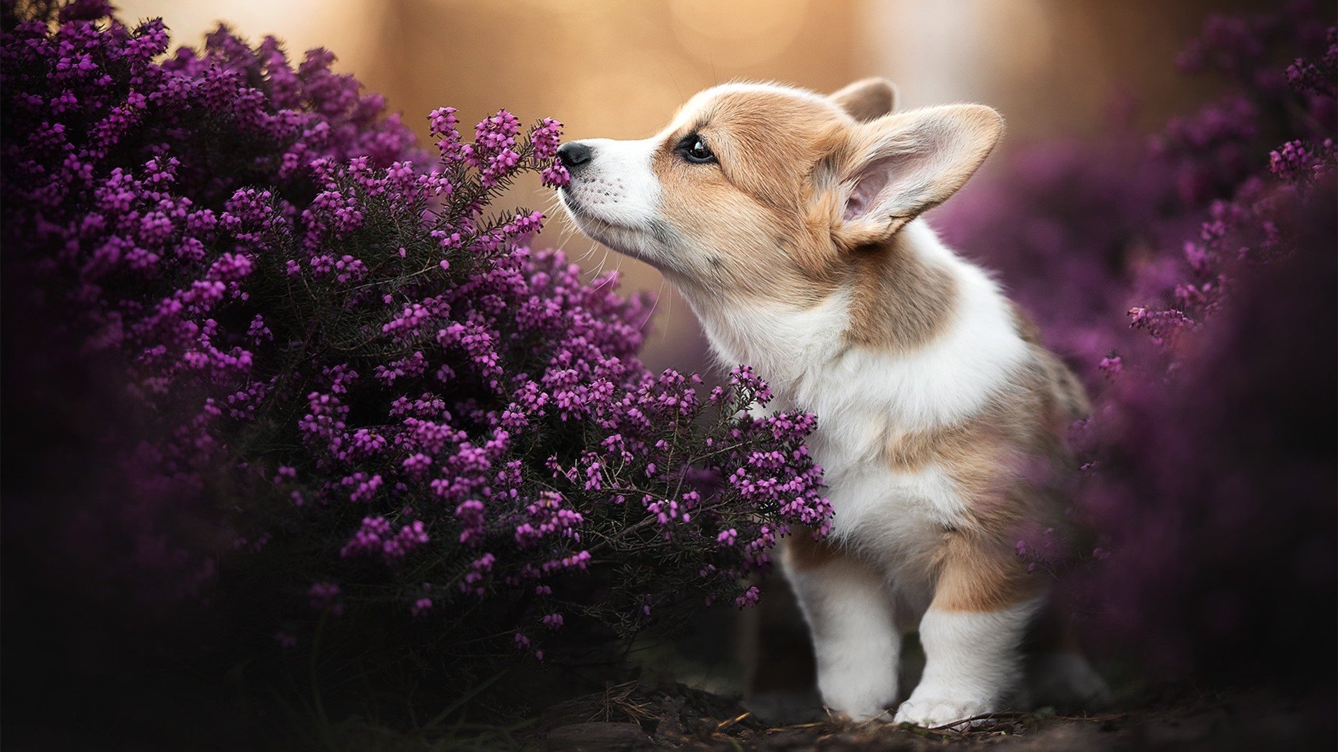 _科技助力:VR虚拟实境体验全景赛事_,vr虚拟现实比赛