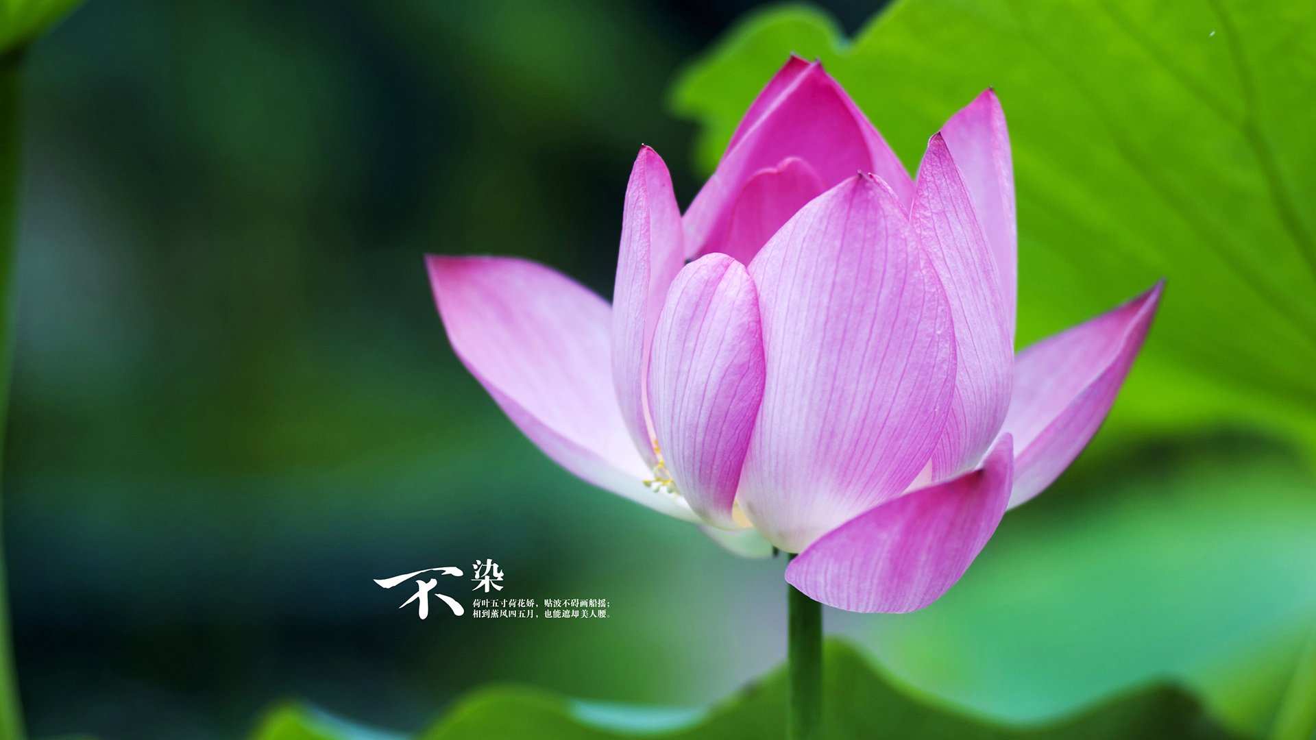 _湖人队迎来重要战役,誓夺胜利_,湖人队战况