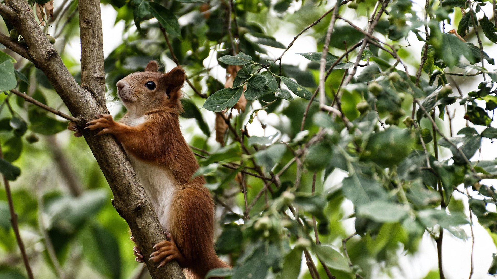 Jiuyou-_魔术队排兵布阵，战胜强敌继续前行_，魔术队伍