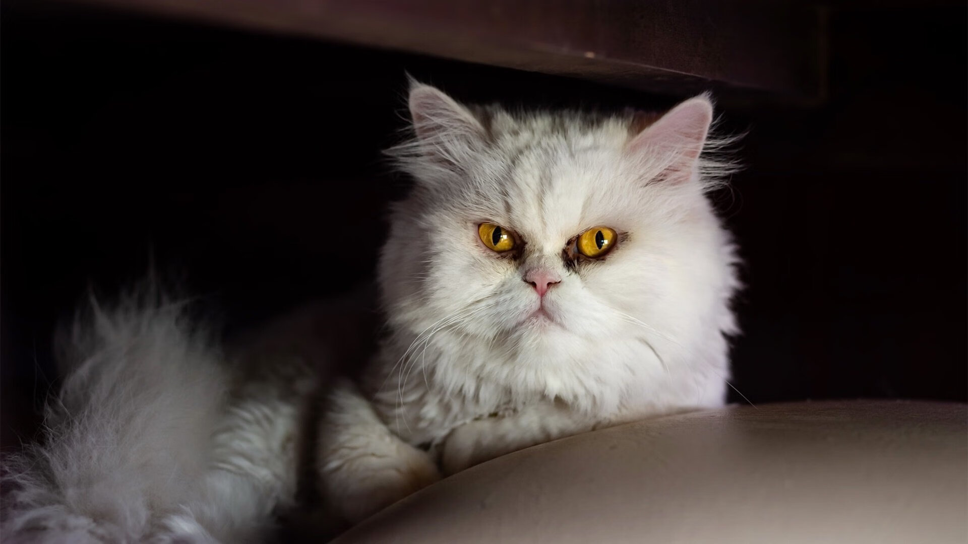 “未来之星：青少年足球明星评选活动精彩纷呈”，足球未来之星的初中选拔