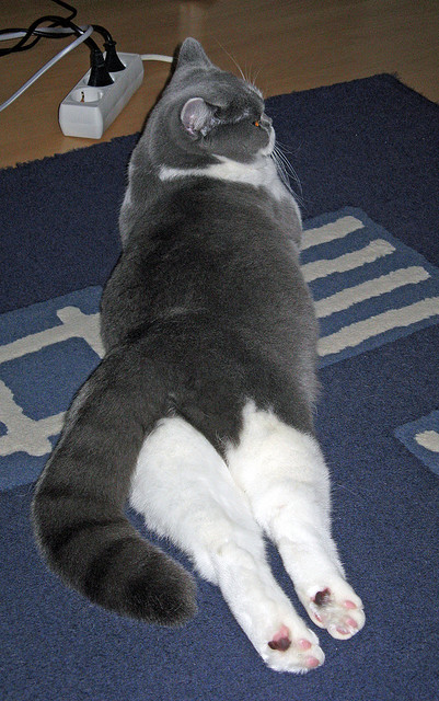 “青少年足球技能培训课程创新,趣味性强”,青少年足球培训内容