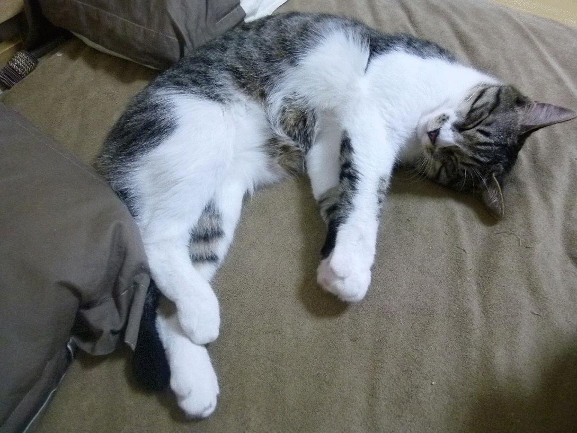 “足球赛事直播平台技术革新,观赛体验全面升级”,足球比赛视频直播平台