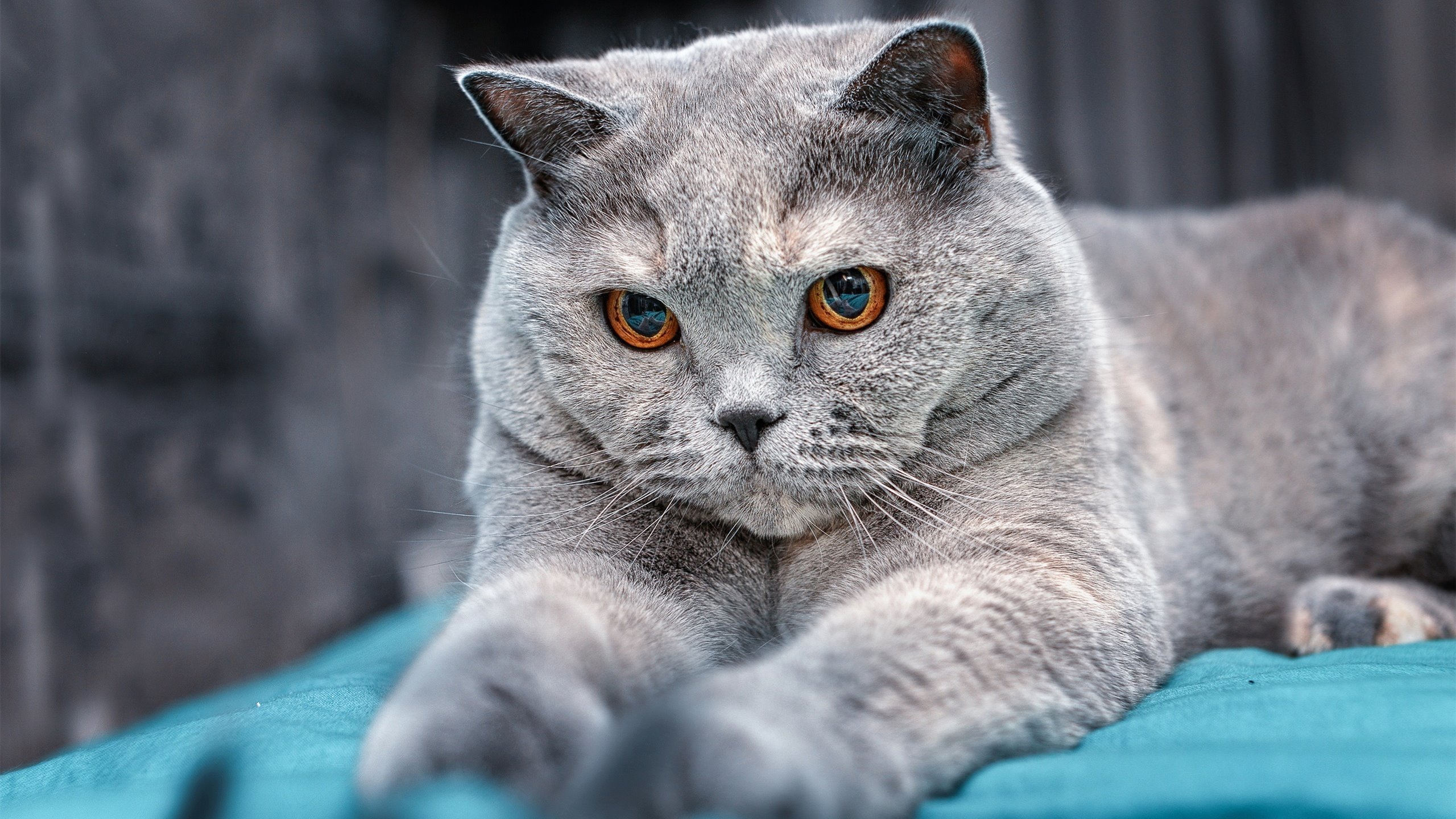 “足球文化节开幕,展现中国足球多元魅力”,足球文化节绘画