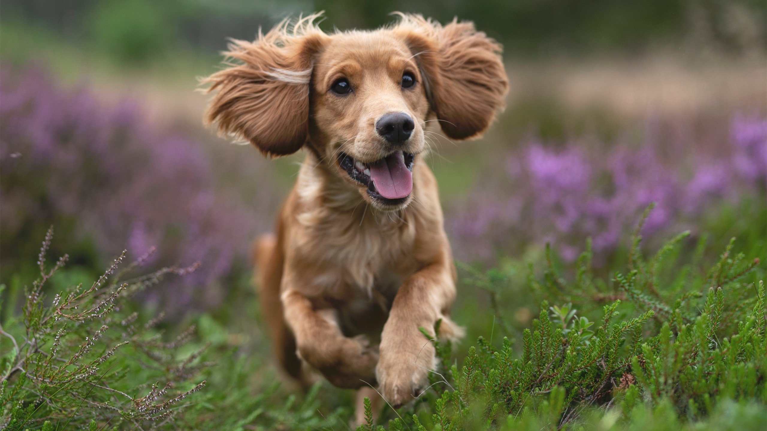 《王者荣耀国际考察赛，东南亚队伍表现亮眼》，王者荣耀国际竞标赛
