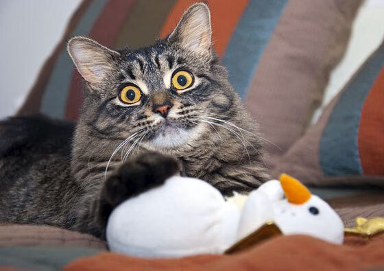 科比：五冠王的“英雄旅程”，永恒的榜样！，科比五冠王照片