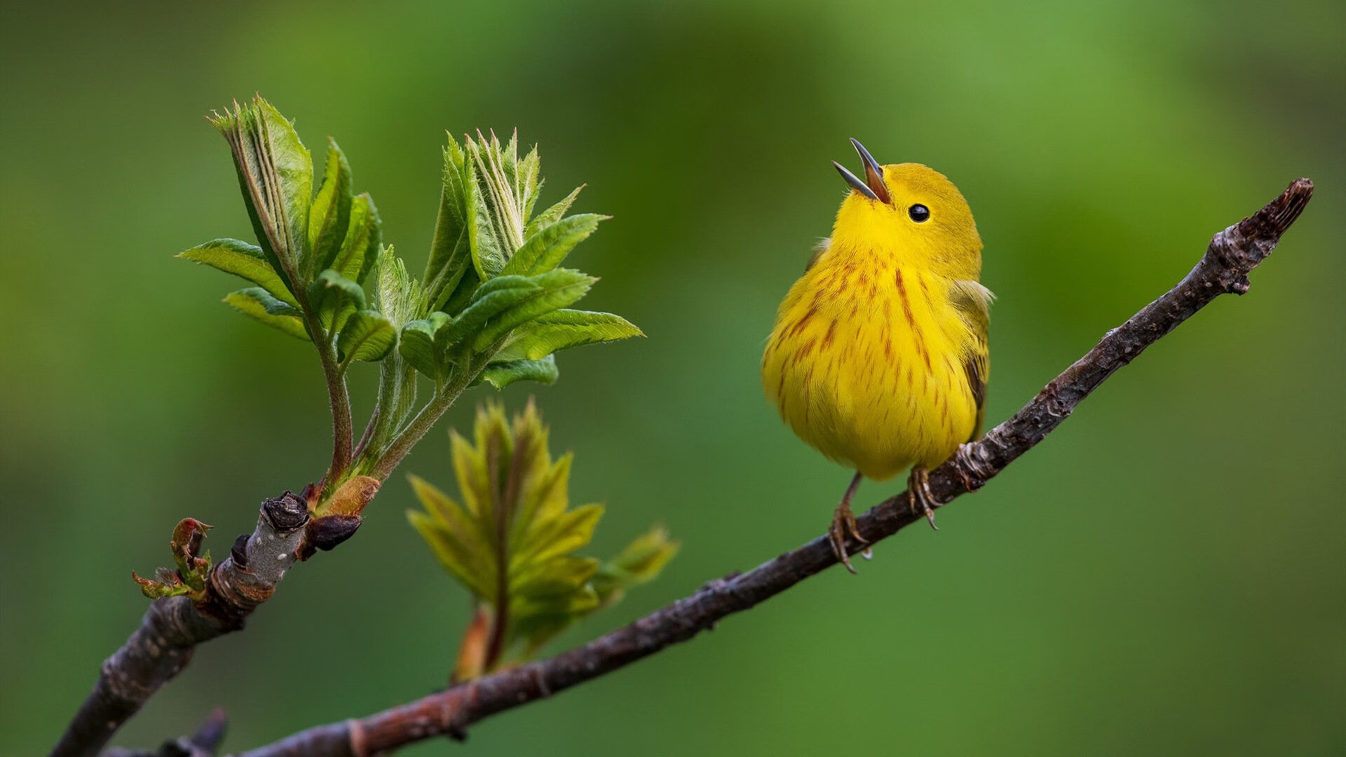 经典“巅峰对决”重温：那些永远令人心动的比赛记忆，巅峰对决的下一句