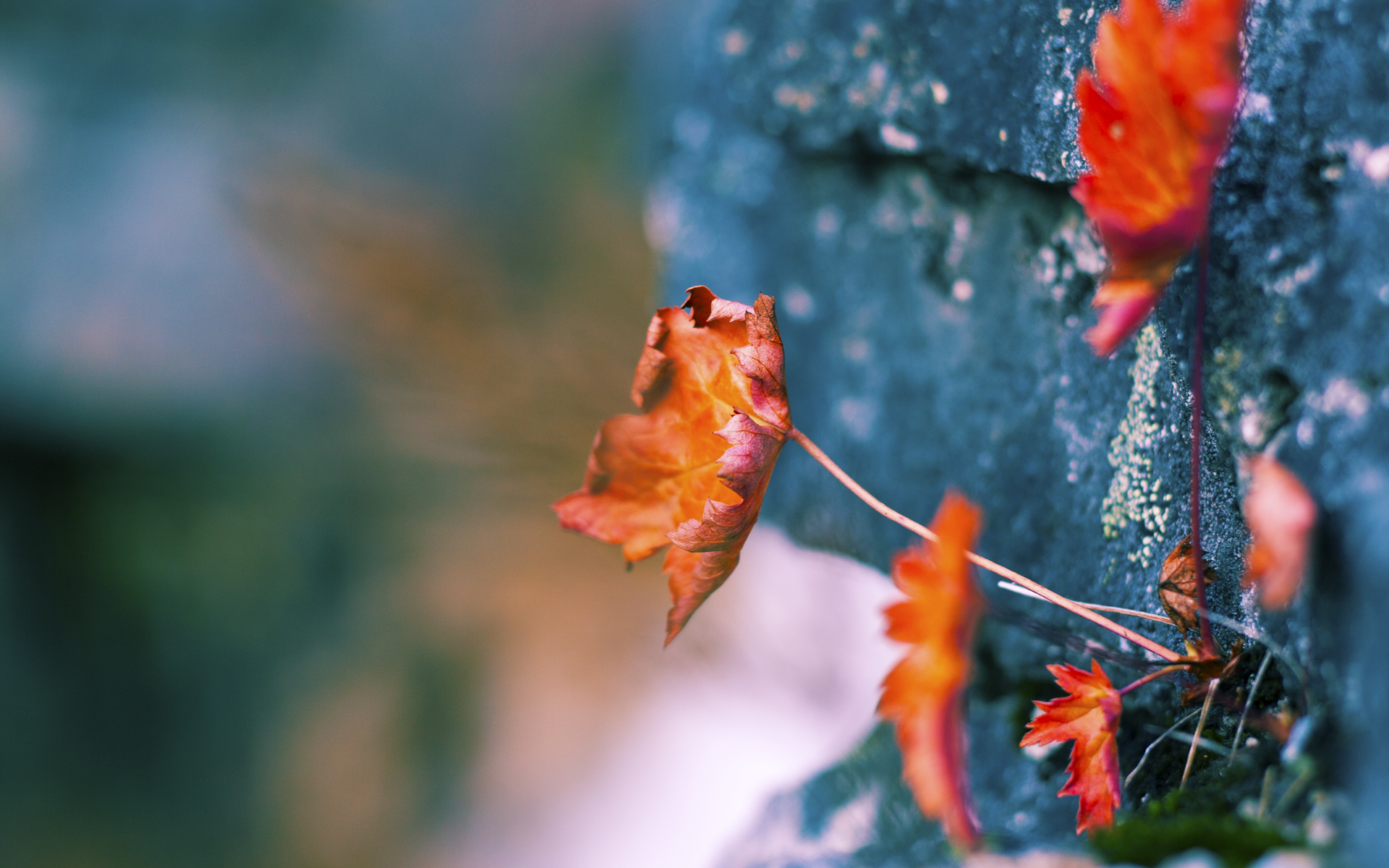 九游APP官网-青少足球裁判“网络直播评审”新模式在多地试点，青少年足球比赛直播