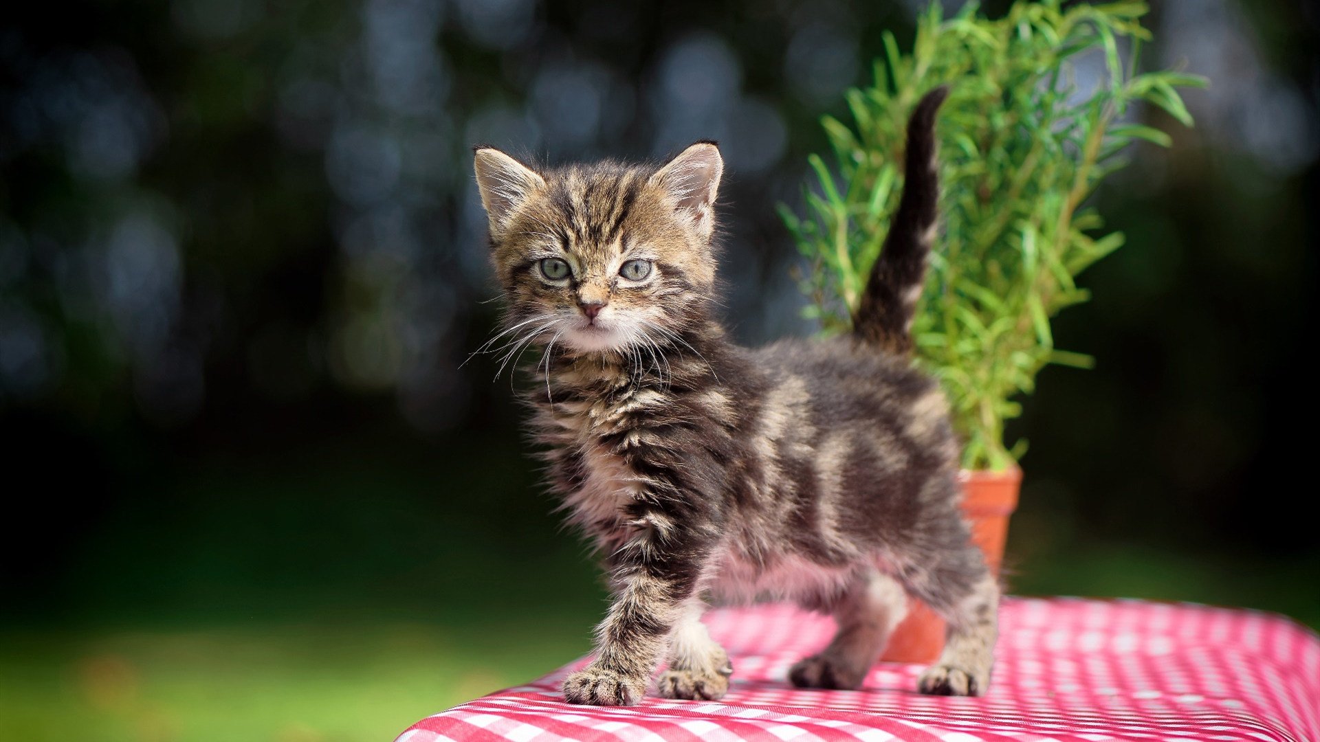 NBA与西班牙篮球联合举办“篮球无国界”欧洲训练营