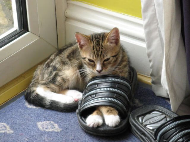 NBA投资电竞助力全球粉丝文化升级,nba投资高手