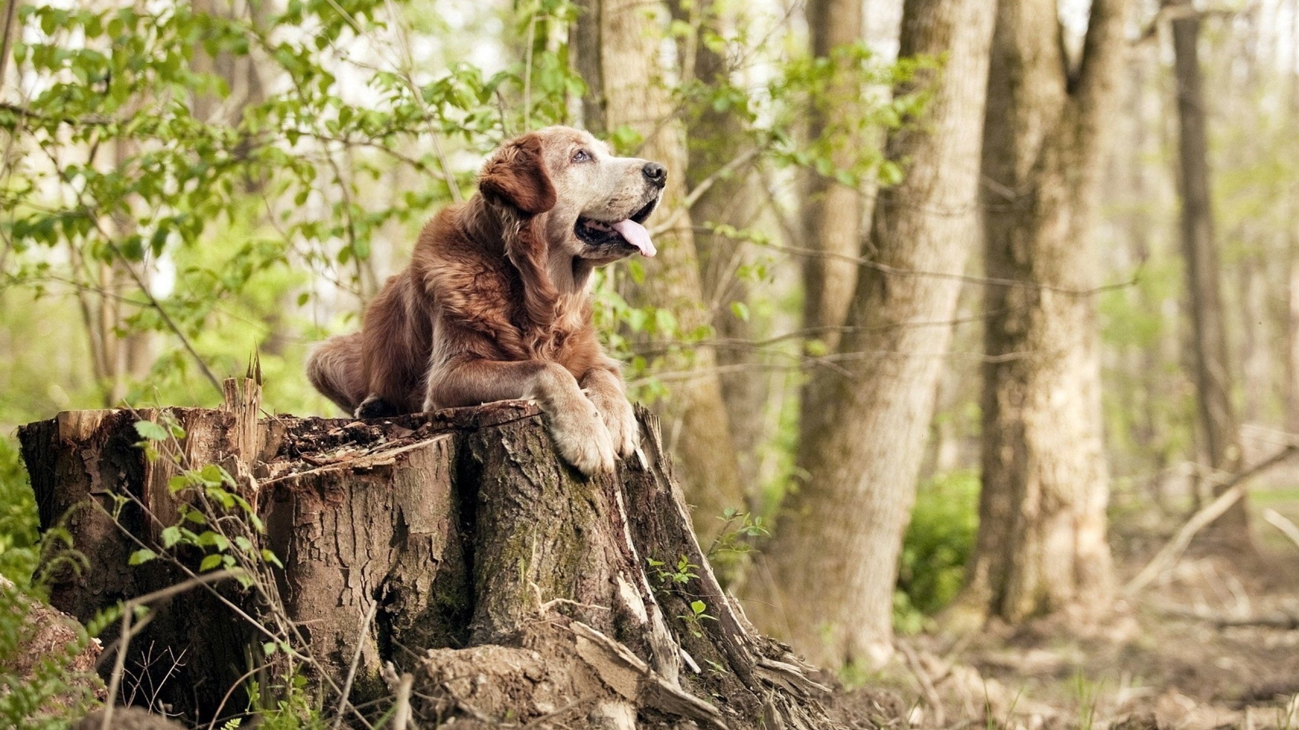 九游娱乐(jiuyou)官方网站-体育球队利用数据分析提升战术效率，球队数据统计app