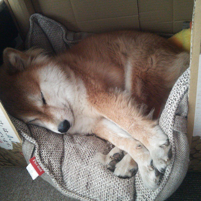 切尔西女足战胜曼城,克尔头球破门奠定胜局,切尔西女足队员名单