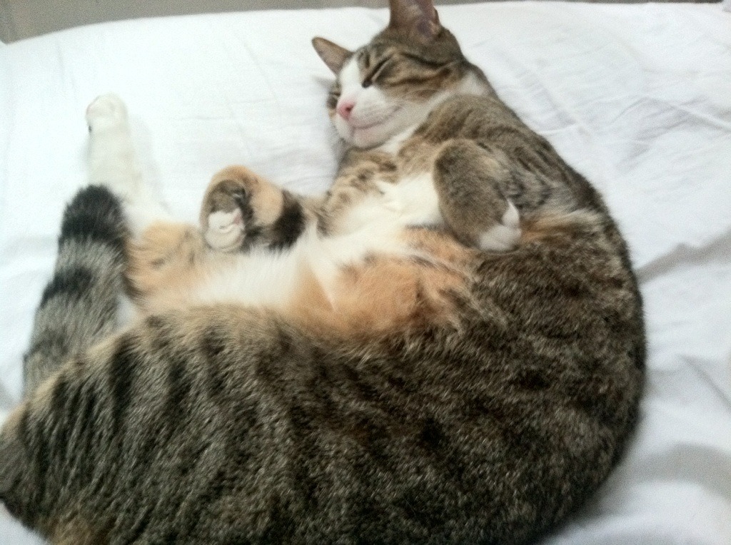 外援球员发挥出色,成为球队利器,外援好吗